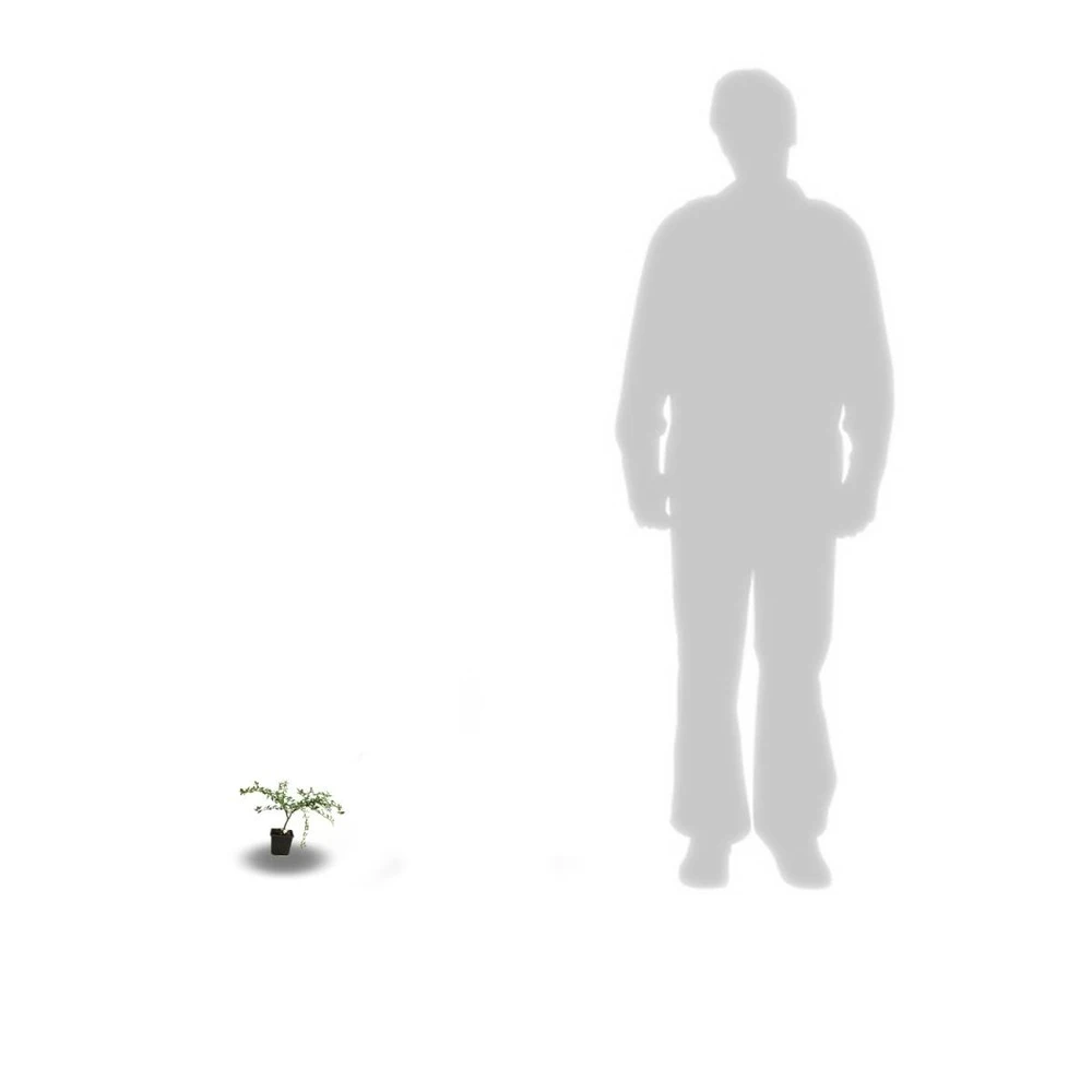 Ceanothe X Italian Skies/pot De 4l - 40/60 Cm 4 Ceanothe X Italian Skies/pot De 4l - 40/60 Cm – Image 4