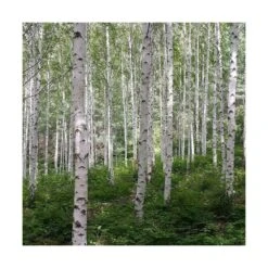 Bouleau Utilis Doorenbos/pot De 10l - 175/200 Cm 5 Bouleau Utilis Doorenbos/pot De 10l - 175/200 Cm -Pas Cher Verloisia Magasin 63fdf44b2f8ad8.14824164