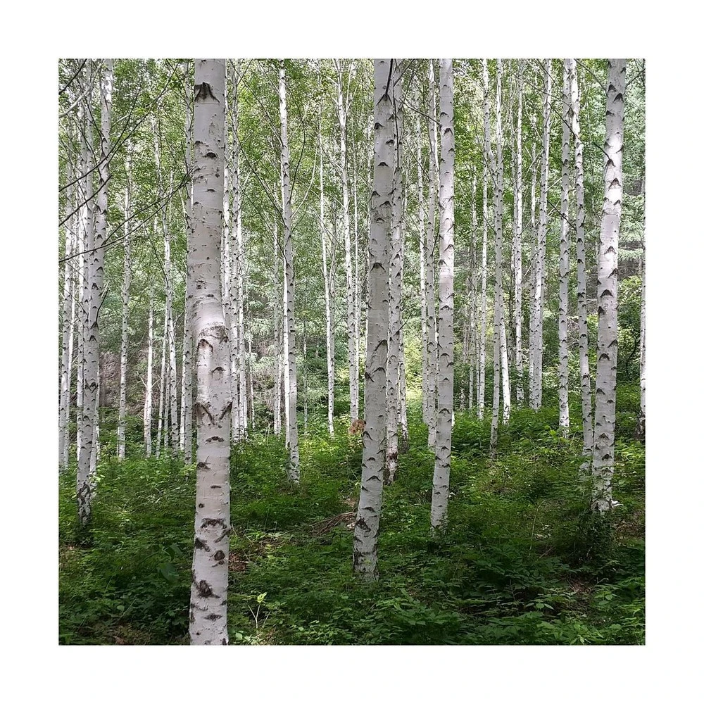 Bouleau Utilis Doorenbos/pot De 10l - 175/200 Cm 3 Bouleau Utilis Doorenbos/pot De 10l - 175/200 Cm – Image 3