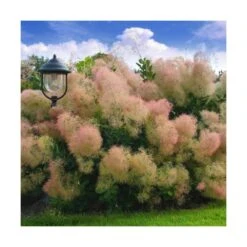 Arbre à Perruque Coggygria Young Lady/pot De 4l - 60/120 Cm -Pas Cher Verloisia Magasin 63fdf44cdb46d9.81468895