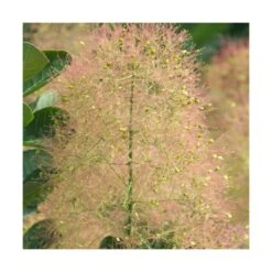 Arbre à Perruque Coggygria Young Lady/pot De 4l - 60/120 Cm -Pas Cher Verloisia Magasin 63fdf44ce79c90.42812212