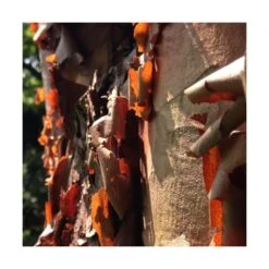 Érable à écorce De Papier/pot De 10l - 80/120 Cm -Pas Cher Verloisia Magasin 63fdf4506c3491.07719343