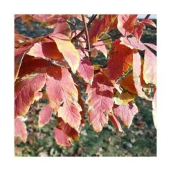 Érable à écorce De Papier/pot De 10l - 80/120 Cm -Pas Cher Verloisia Magasin 63fdf450703414.82455036