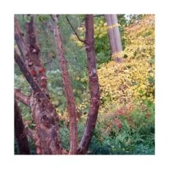 Érable à écorce De Papier/pot De 10l - 80/120 Cm -Pas Cher Verloisia Magasin 63fdf450748b14.20055065