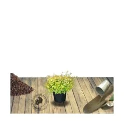 Abélie à Grandes Fleurs Kaleidoscope®/pot De 4l - 40/60 Cm -Pas Cher Verloisia Magasin 63fdf45371a337.71584706