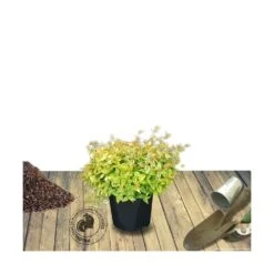 Abélie à Grandes Fleurs Kaleidoscope®/pot De 4l - 40/60 Cm -Pas Cher Verloisia Magasin 63fdf45374d855.11333165