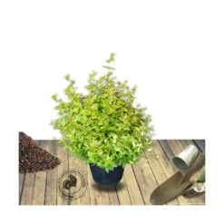Abélie à Grandes Fleurs Kaleidoscope®/pot De 4l - 40/60 Cm -Pas Cher Verloisia Magasin 63fdf4537c3952.20059920