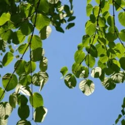 Arbre Au Caramel Japonicum/pot De 5l - 80/100 Cm -Pas Cher Verloisia Magasin 63fdf472835572.34793478