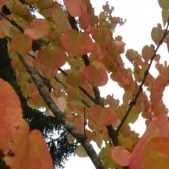 Arbre Au Caramel Japonicum/pot De 5l - 80/100 Cm -Pas Cher Verloisia Magasin 63fdf4728e9946.94455242