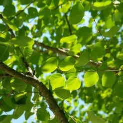 Arbre Au Caramel Japonicum/pot De 5l - 80/100 Cm -Pas Cher Verloisia Magasin 63fdf472927303.75361738