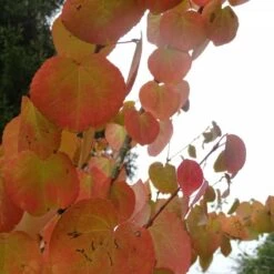 Arbre Au Caramel Japonicum/pot De 5l - 80/100 Cm -Pas Cher Verloisia Magasin 63fdf4729a6164.27611430