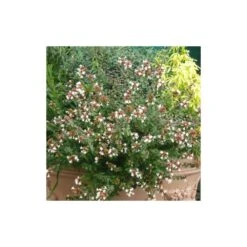 Abélie à Grandes Fleurs Sherwood/pot De 4l - 40/60 Cm -Pas Cher Verloisia Magasin 63fdf47942f355.03735194