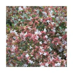 Abélie à Grandes Fleurs Sherwood/pot De 4l - 40/60 Cm -Pas Cher Verloisia Magasin 63fdf47949d7a6.85876877