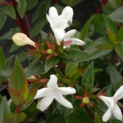 Abélie à Grandes Fleurs Sherwood/pot De 4l - 40/60 Cm -Pas Cher Verloisia Magasin 63fdf479539733.36516078