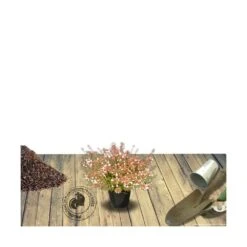 Abélie à Grandes Fleurs Sherwood/pot De 4l - 40/60 Cm -Pas Cher Verloisia Magasin 63fdf47959f271.84221600