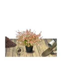 Abélie à Grandes Fleurs Sherwood/pot De 4l - 40/60 Cm -Pas Cher Verloisia Magasin 63fdf4795d6a39.50683103