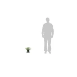 Ceanothe Thyrsiflorus Var. Repens/pot De 4l - 40/60 Cm -Pas Cher Verloisia Magasin 63fdf47b36ca40.50074896