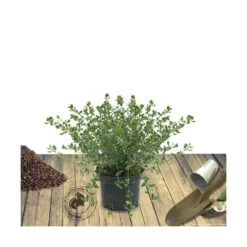 Ceanothe Thyrsiflorus Var. Repens/pot De 4l - 40/60 Cm -Pas Cher Verloisia Magasin 63fdf47b4e22a6.91186754