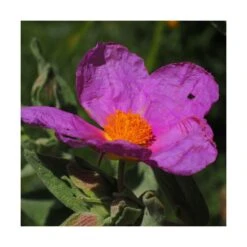 Ciste Pourpre Purpureus/pot De 4l - 40/60 Cm -Pas Cher Verloisia Magasin 63fdf48094f861.80590374