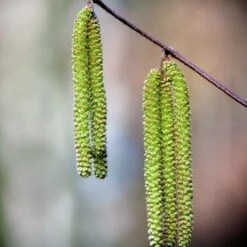 Bouleau Utilis/pot De 10l - 175/200 Cm -Pas Cher Verloisia Magasin 63fdf484017194.22140049