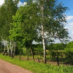 Bouleau Utilis/pot De 10l - 175/200 Cm -Pas Cher Verloisia Magasin 63fdf4841d7761.55433812