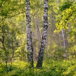 Bouleau Utilis/pot De 10l - 175/200 Cm -Pas Cher Verloisia Magasin 63fdf484219600.31420579