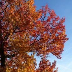 Copalme D'amérique Styraciflua Worplesdon/pot De 10l - 125/150 Cm -Pas Cher Verloisia Magasin 64009864559ce2.55659192