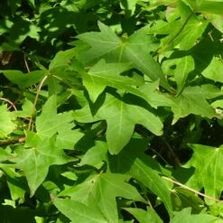 Copalme D'amérique Styraciflua Worplesdon/pot De 10l - 125/150 Cm -Pas Cher Verloisia Magasin 6400986459fd07.20346548