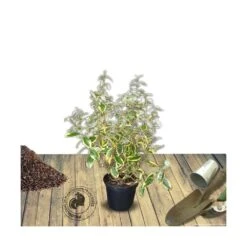 Elaeagnus X Ebbingei Viveleg®/pot De 7,5l - 80/100 Cm -Pas Cher Verloisia Magasin 640098670c86d5.86233137