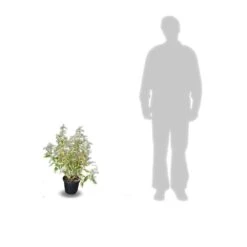 Elaeagnus X Ebbingei Viveleg®/pot De 7,5l - 80/100 Cm -Pas Cher Verloisia Magasin 64009867184123.05823370