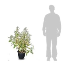 Elaeagnus X Ebbingei Viveleg®/pot De 7,5l - 80/100 Cm -Pas Cher Verloisia Magasin 640098671cc634.82681727