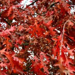 Chêne Rouge D'amérique/pot De 10l - 125/150 Cm