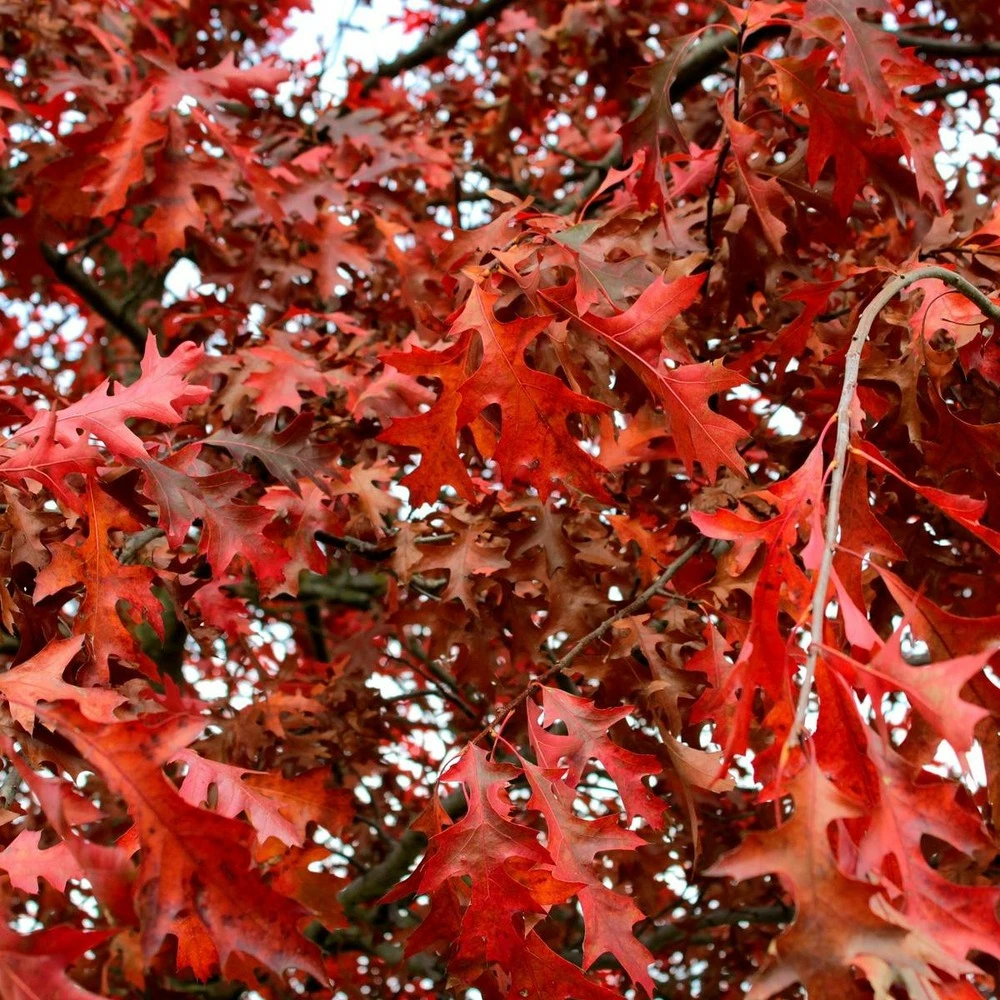 Chêne Rouge D'amérique/pot De 10l - 125/150 Cm 1 Chêne Rouge D'amérique/pot De 10l - 125/150 Cm