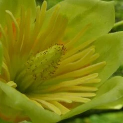 Tulipier De Virginie Tulipifera/pot De 12l - 150/175 Cm -Pas Cher Verloisia Magasin 64009876bc4700.67984321