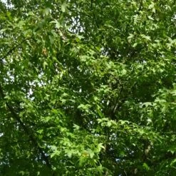 Copalme D'amérique Styraciflua/pot De 10l - 100/125 Cm -Pas Cher Verloisia Magasin 640098784ffd25.20702013