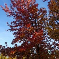 Copalme D'amérique Styraciflua/pot De 10l - 100/125 Cm -Pas Cher Verloisia Magasin 640098785461b8.45225375