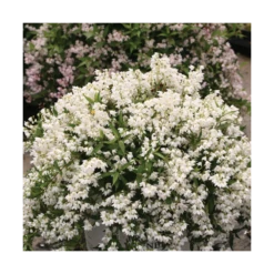 Deutzie X Hybrida Yuki Snowflake® 'ncdx1'/pot De 3l - 20/40 Cm -Pas Cher Verloisia Magasin 64009879e482b6.14119373