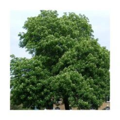 Sorbier Domestique , Cormier/pot De 5l - 80/100 Cm