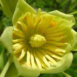 Tulipier De Virginie Tulipifera/pot De 25l - 175/200 Cm -Pas Cher Verloisia Magasin 6400987ca24555.47436489