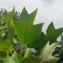 Tulipier De Virginie Tulipifera/pot De 25l - 175/200 Cm -Pas Cher Verloisia Magasin 6400987ca6fd14.80585266