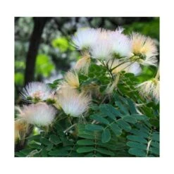 Albizia Kalkora (arbre à Soie Persane) Blanc - Taille Pot De 3.5l - 80/100cm