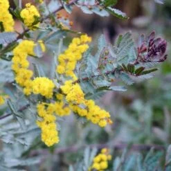 Acacia Baileyana 'purpurea' (acacia Pourpre De Bailey) Jaune - Taille Pot De 3 Litres - 80/100 Cm -Pas Cher Verloisia Magasin 64038b61d87853.66386408