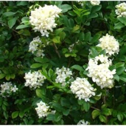 Murraya Paniculata (buis De Chine, Bois Jasmin, Oranger Jasmin) Blanc - Taille Pot De 10 Litres ? 140/160 Cm