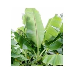 Bananier Musa Sikkimensis Rouge - Taille Pot De 6 Litres - 80/100 Cm