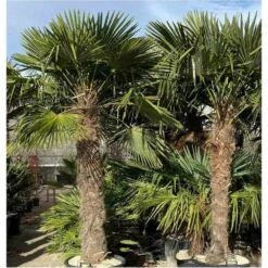 Trachycarpus Fortunei (palmier Chanvre, Palmier Moulin à Vent) 17l - Stipe 20/30 -total 100/120cm -Pas Cher Verloisia Magasin 64038b6bde2b02.63216028