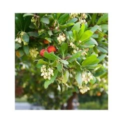 Arbutus Unedo Var. Rubra (arbousier) Blanc - Taille Pot De 2 Litres ? 30/40 Cm -Pas Cher Verloisia Magasin 64038b70be2740.89600374