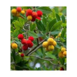 Arbutus Unedo Var. Rubra (arbousier) Blanc - Taille Pot De 2 Litres ? 30/40 Cm -Pas Cher Verloisia Magasin 64038b70c1f563.02804112