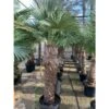 Trachycarpus Fortunei (palmier Chanvre, Palmier Moulin à Vent) 80l Stipe 140/160 - Total 200/250cm