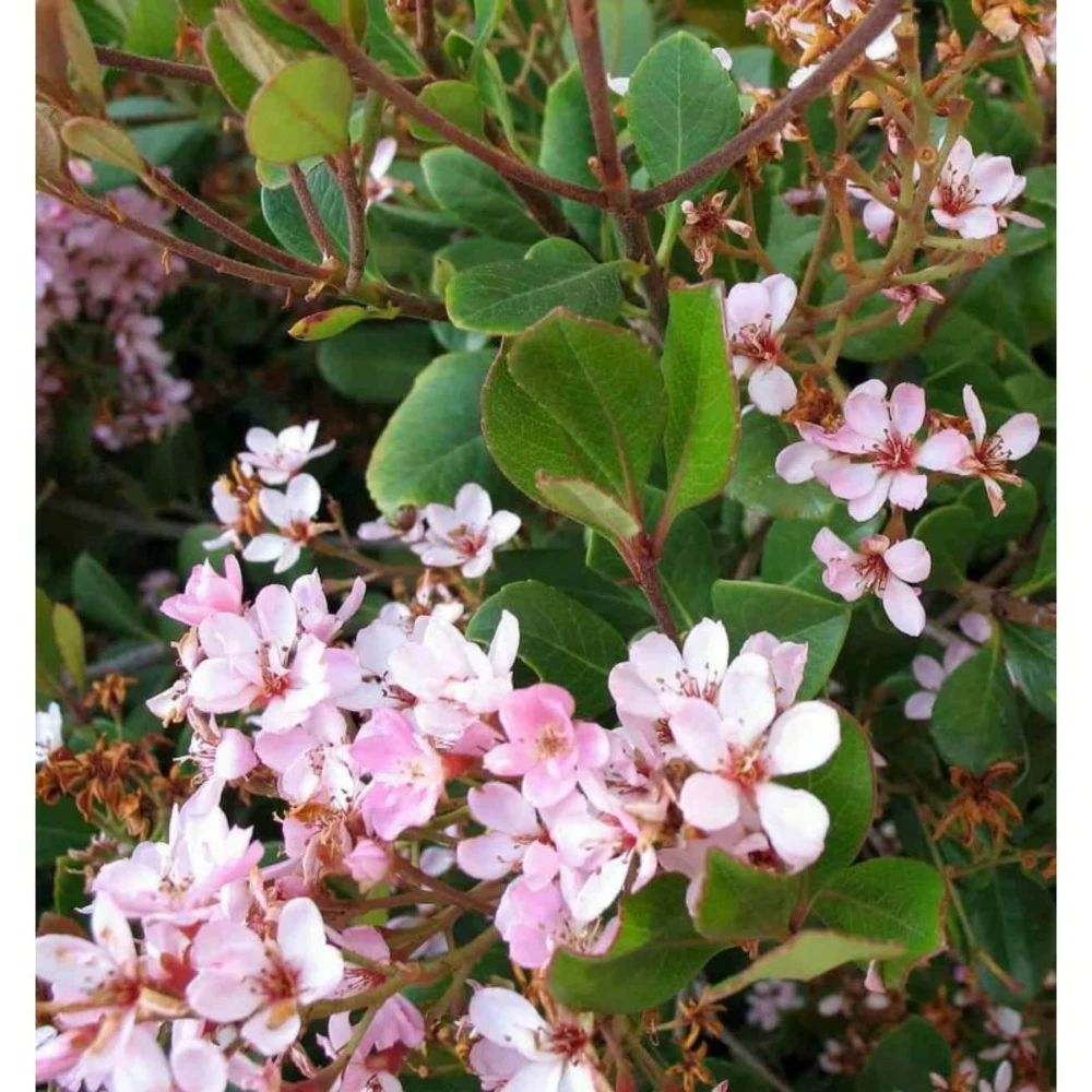 Rhaphiolepis Indica Rose - Taille Pot De 15 Litres ? 140/160 Cm 3 Rhaphiolepis Indica Rose - Taille Pot De 15 Litres ? 140/160 Cm – Image 3