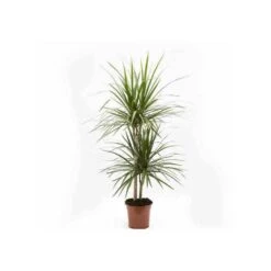 Dracaena Marginata 'green' (dragonnier) Taille Pot De 6l - 4 Pieds - 110/130cm